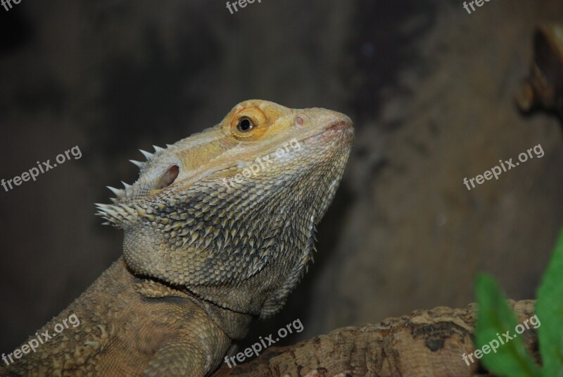 Lizard Reptile Zoo Nature Creature