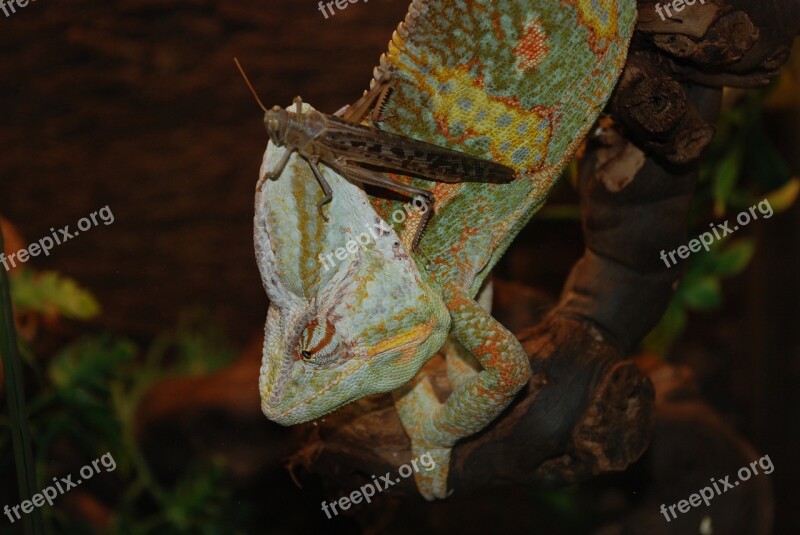 Chameleon Exot Reptile Zoo Nature