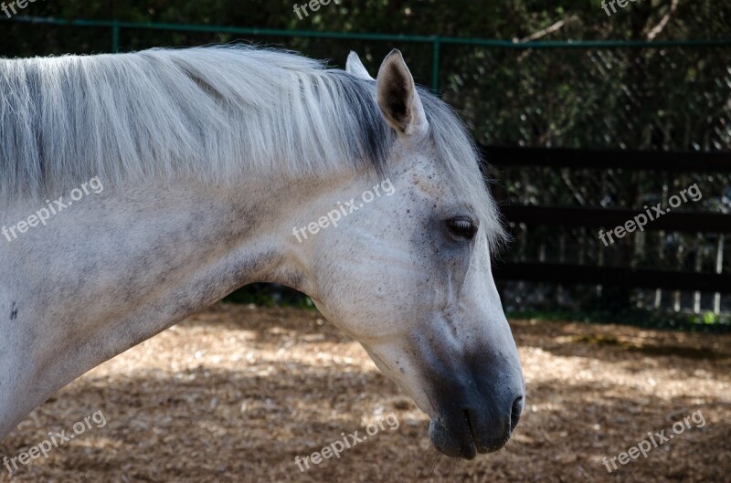 Usa America Kentucky Horse Park Horse