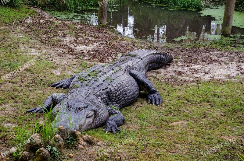 Alligator Alley Alabama Usa America North America