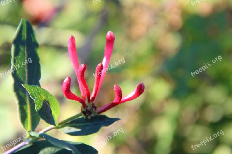 Honeysuckle Blossom Bloom Red Lonicera Xylosteum