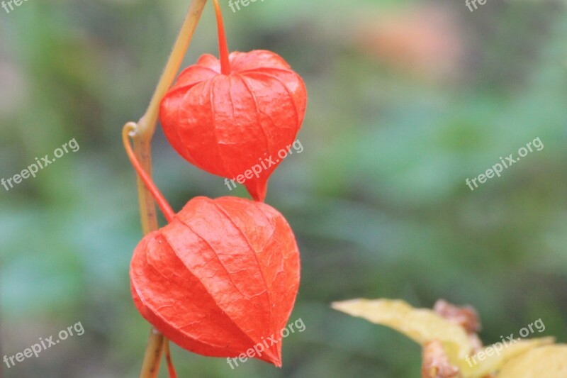 Physalis Lampionblume Flowers Orange Garden