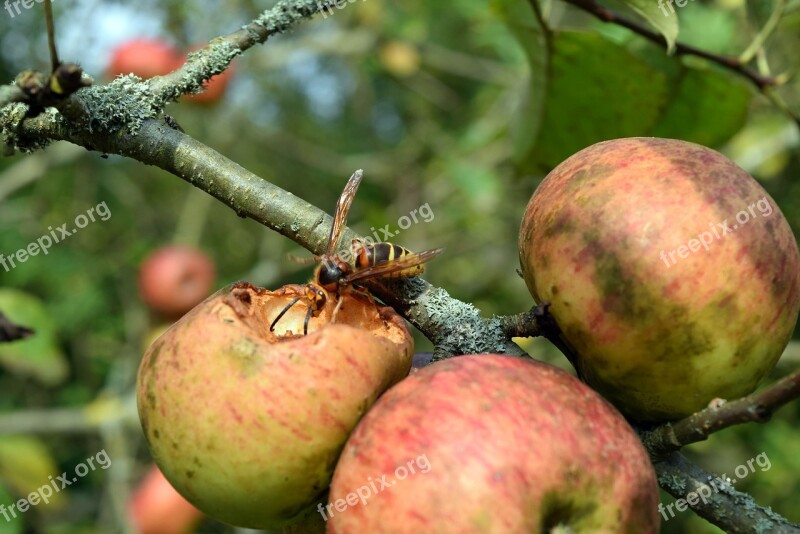 Wasp Apple Insect Nature Animal