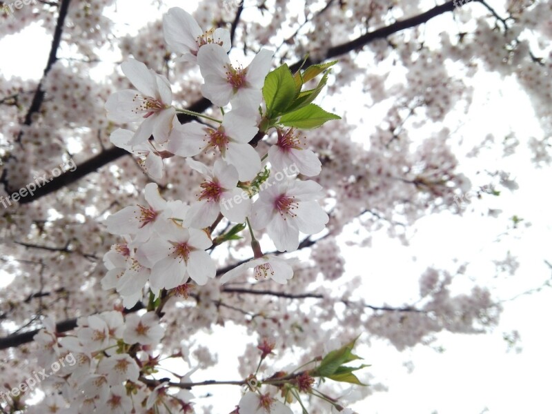 Cherry Blossoms Spring Cherry Blossom Viewing Free Photos