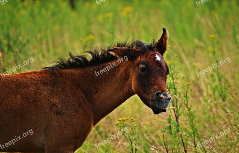 Horse Foal Thoroughbred Arabian Brown Mold Horse Head