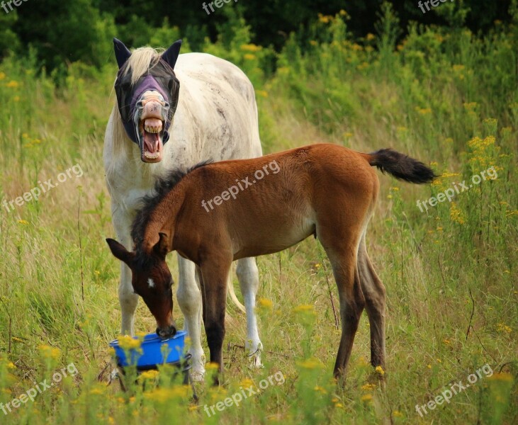 Horse Foal Thoroughbred Arabian Mold Brown Mold