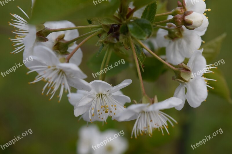 Cherry Blossoms Blossom Bloom Fruit Tree Cherry