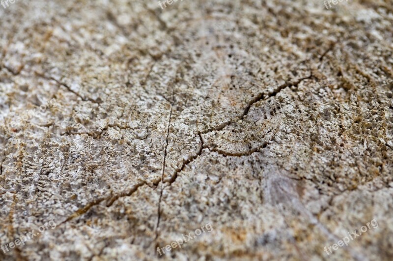 The Cross Section Of Wood Fissure The Pores Wood Sawing