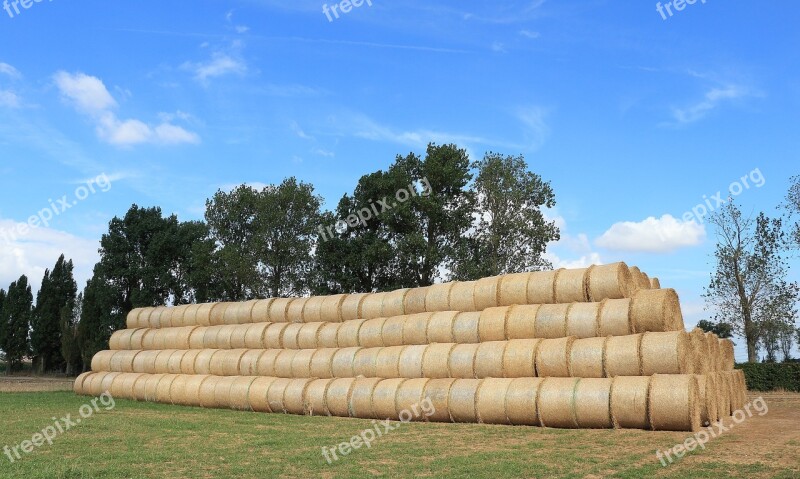 Straw Straw Bales Field Round Bales Summer