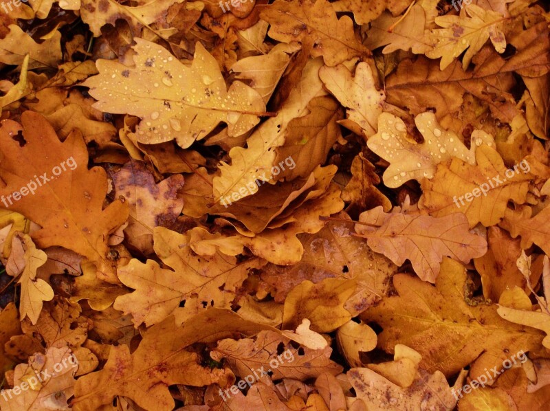 Leaves Autumn Oak Foliage Autumn Leaves