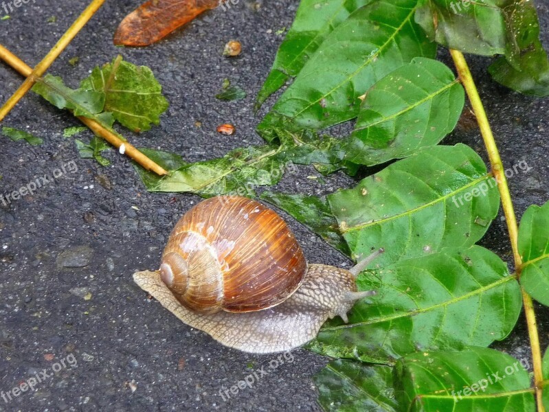 Snail Nature Slow Inch Green