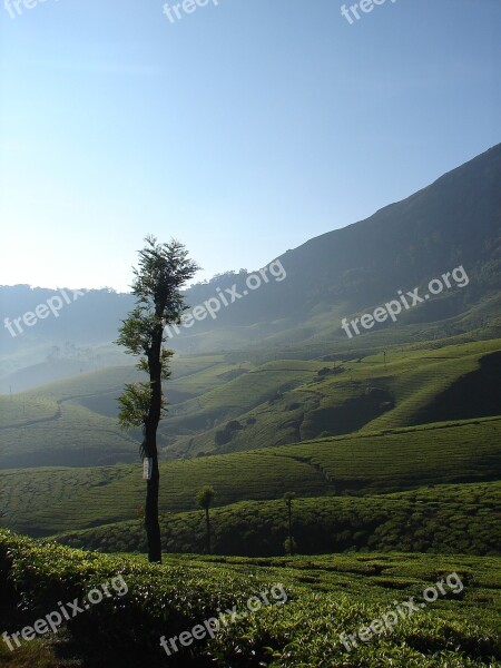 Munnar India Tea Asia Landscape