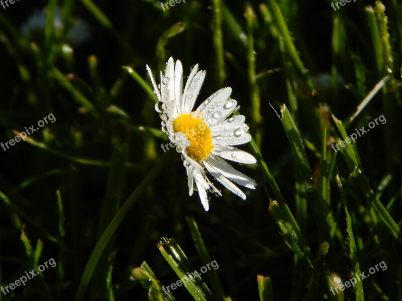 Daisy Meadow Summer Flowers Nature