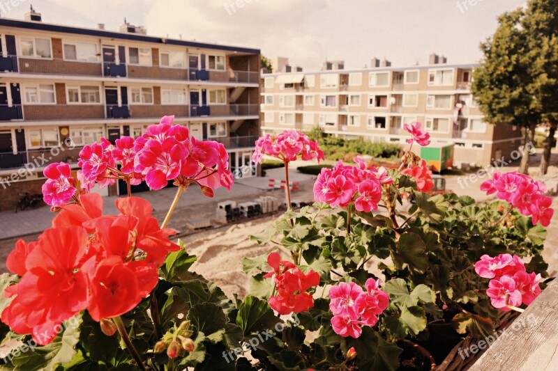 Flowers Geranium Sill Window View