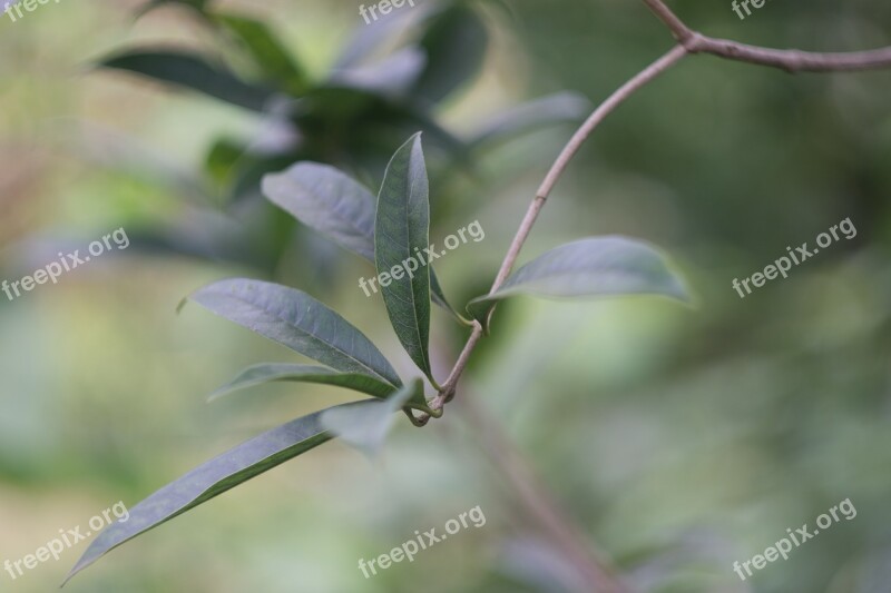 Natural Landscape Plant Leaves Of Osmanthus Fragrans Free Photos