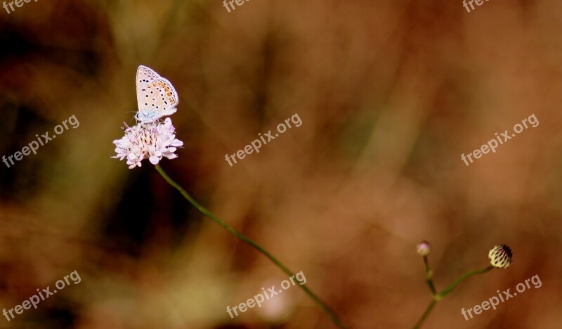 Butterfly Blue Insecta Flower Nature