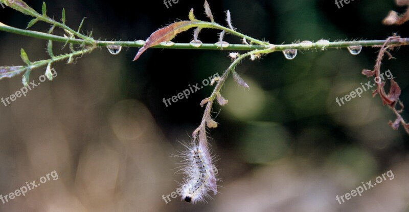 Caterpillar Millipede Plant Drops Free Photos