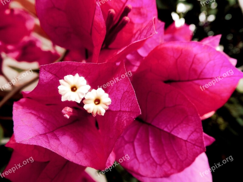 Bougainvillea Buganbilia Veranera Trinitarian Santa Rita