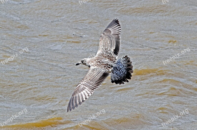 Yellow-legged Gull Juvenile Yellow-legged Gull 1st Summer Yellow-legged Gull Larus Micahellis Southbank