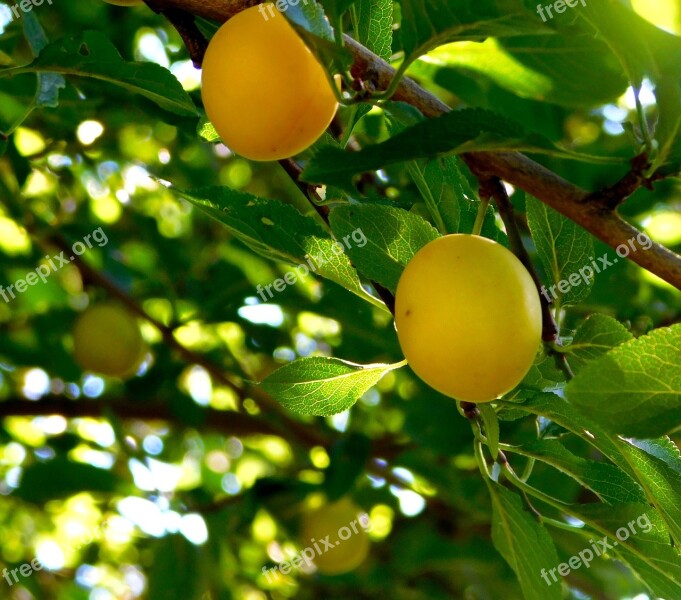 Fruit Fruits Yellow Plums The Tree Grow Mature