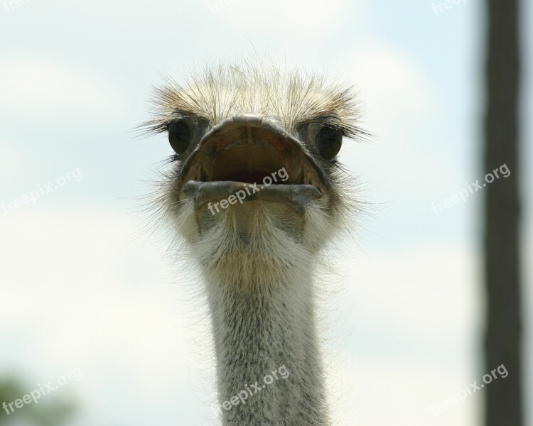 Ostrich Zoo Beak Bird Free Photos