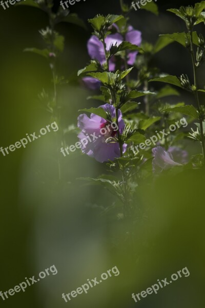 Flower Rosa Nature Pink Flower Color