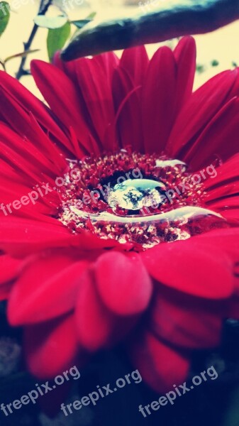 Flower Drip Red Flower Free Photos