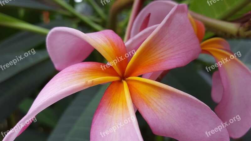 Bloom Flowers Pink Plumeria Free Photos