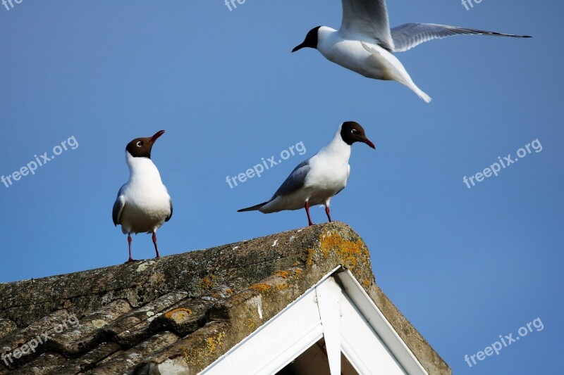 Sea Gulls Gulls Sea Nature Sky