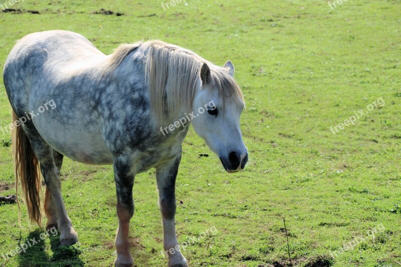 Dapple Grey Pony Pony Horse Grey Equine