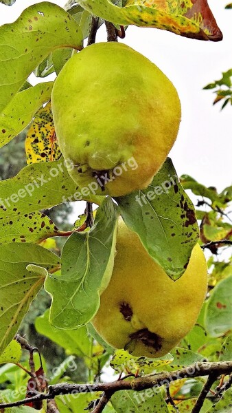 Quince Plant Kernobstgewaechs Fruit Hairy