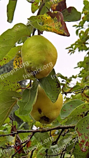 Quince Plant Kernobstgewaechs Fruit Hairy