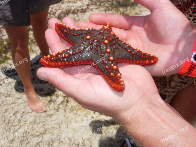 Starfish Africa Nature Kenya Animal