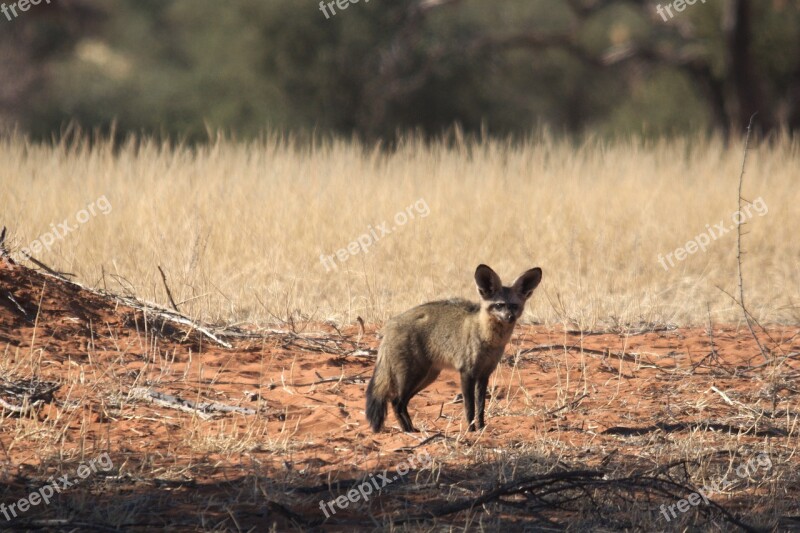 Desert Fox Fuchs Africa Animal Free Photos