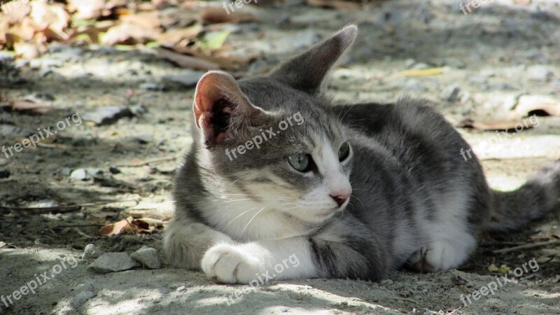 Cat Young Animal Cute Grey