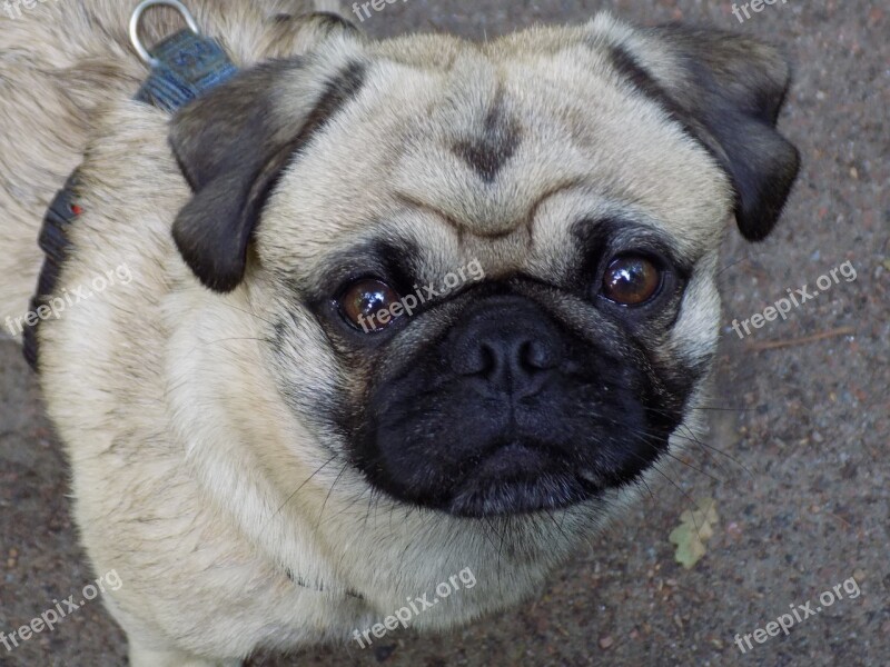 Pug Purebred Dog Beige Cute Funny