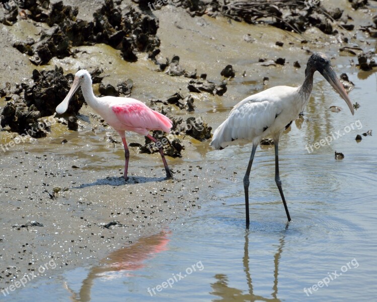 Spoonbill Wood Stork Wading Birds Avian