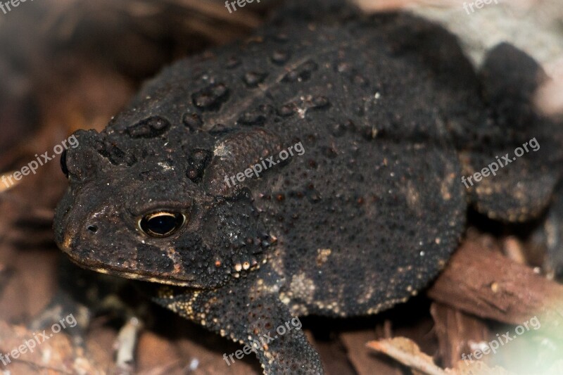 American Toad Warts Nature Toad Amphibian