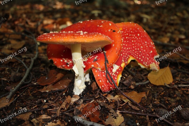 Fly Agaric Poison Toxic Mushroom Autumn