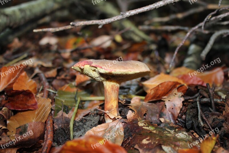 Chestnut Cep Forest Mushroom Nature