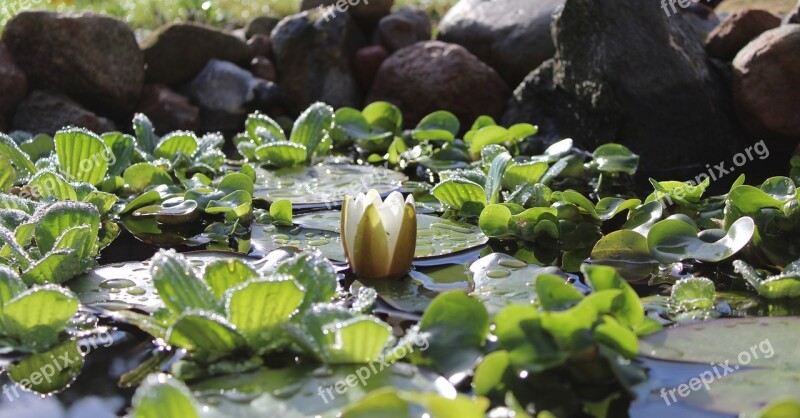 Water Lily Nuphar Lutea White Pond Green