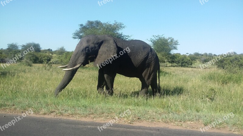 Elephant Africa Kruger National Park Safari African Bush Elephant