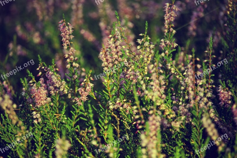 Heathers Autumn Violet Plant Flowering