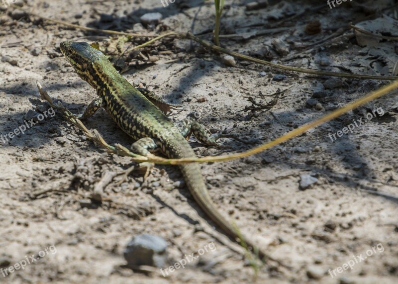 Wall Lizard Lizard Eifel Wild Nature