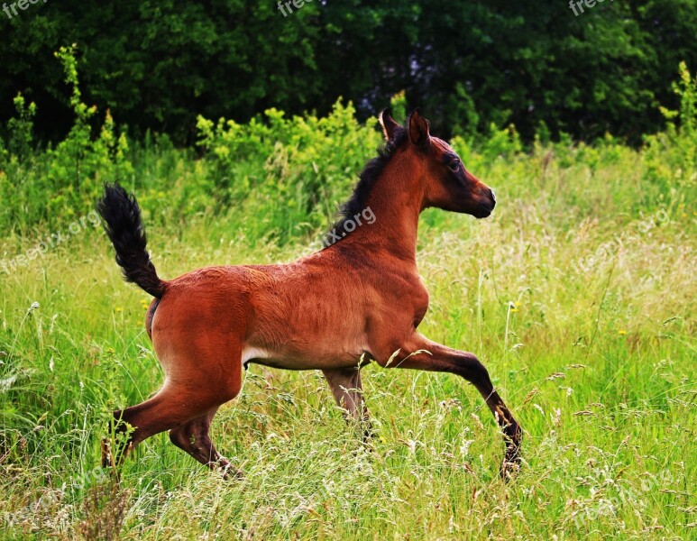 Horse Foal Pasture Grass Mane