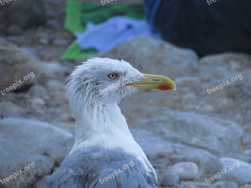 Bird Seagull Beak Close-up Sea