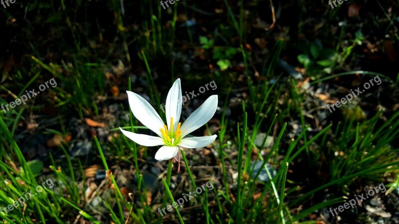 Chuang 蓮 Flower Lu Bian Hua Free Photos