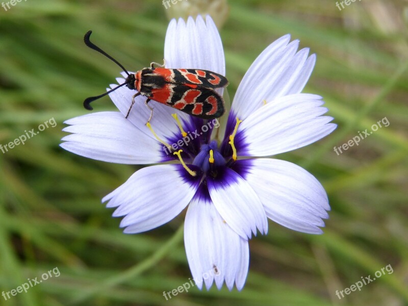 Butterfly Zygaena Fausta Gypsy Flower Beauty Free Photos