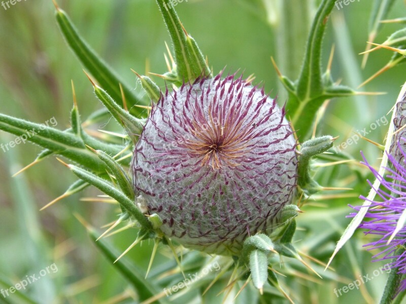 Thistle Cocoon Plant Architecture Plant Geometry Free Photos