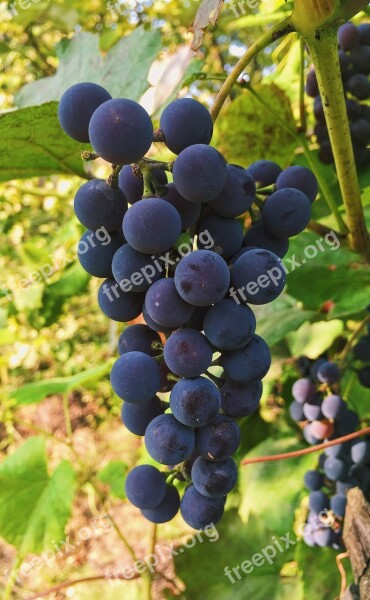 Autumn Grapes Bunch Of Grapes Harvesting Outdoors